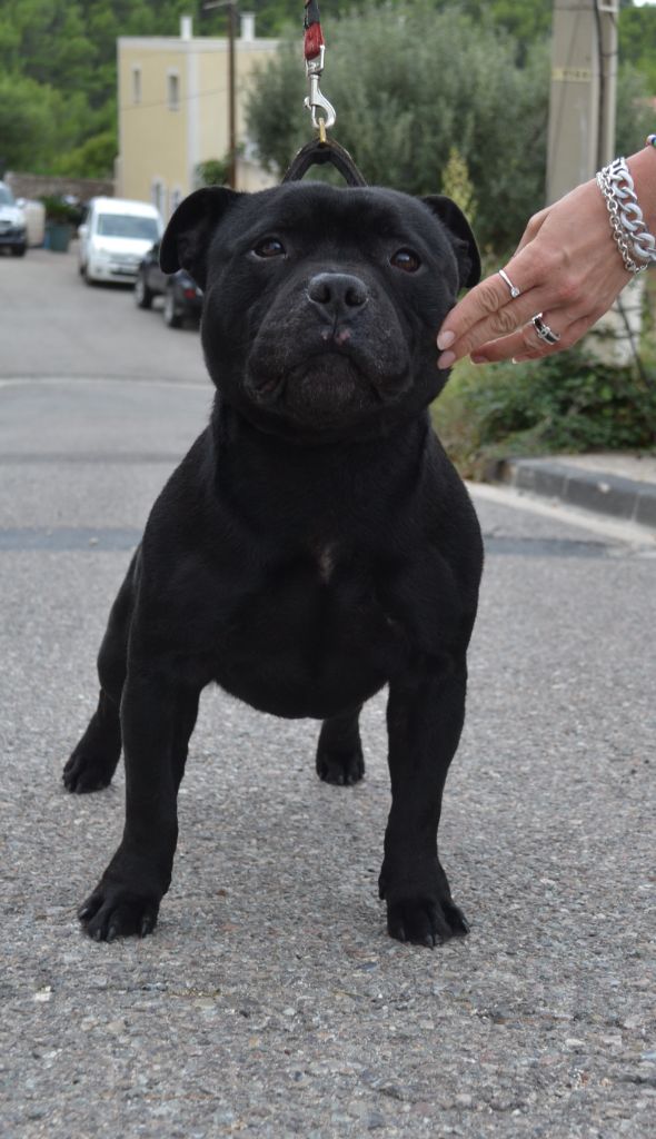 Compact Bull's Magic murphy